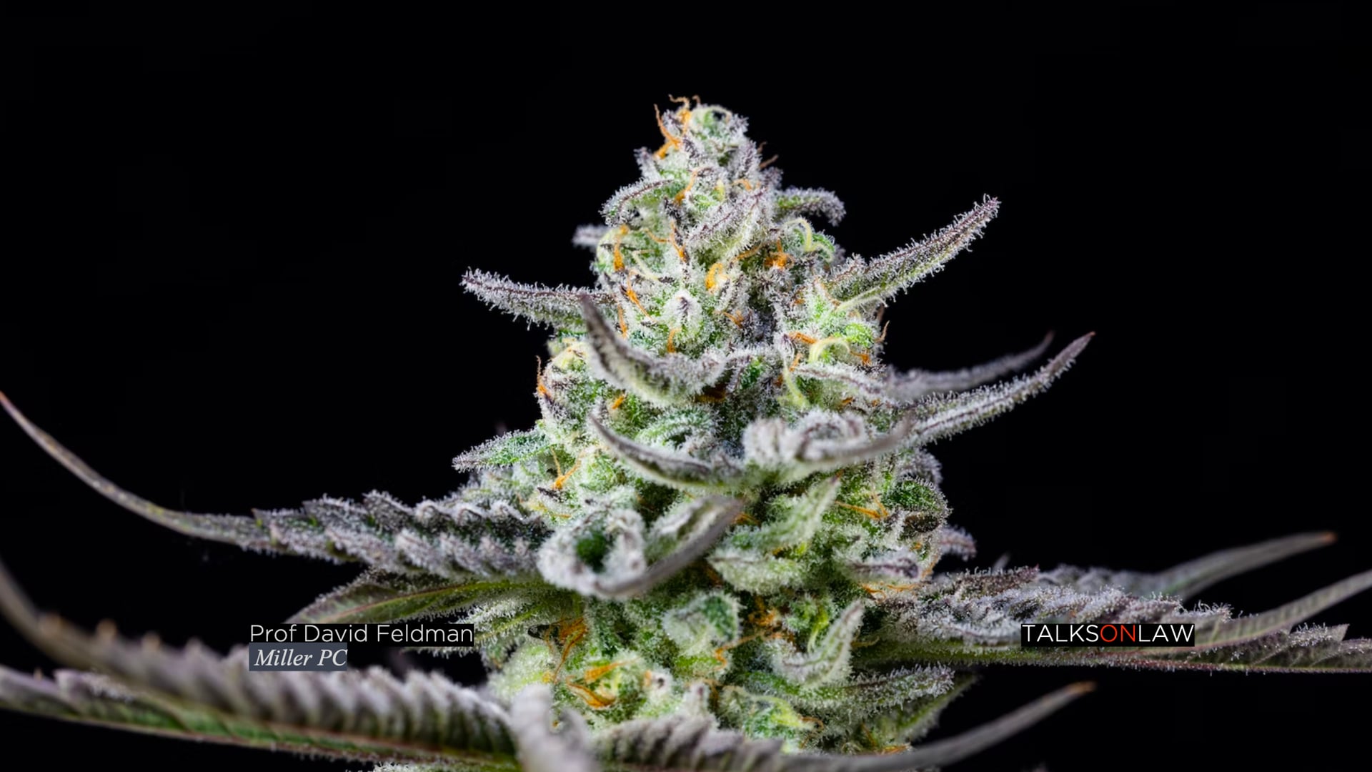 Investing in Green—Funding the Marijuana Industry (Part 2)