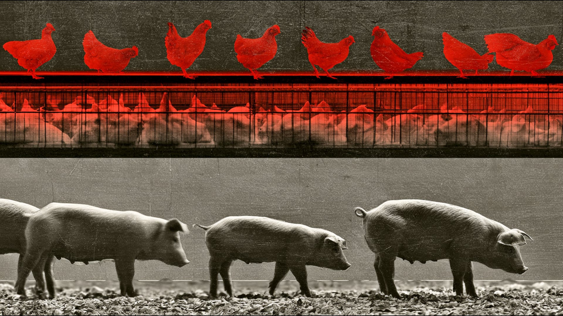 Cruelty on the Farm - Food Safety and Animal Welfare