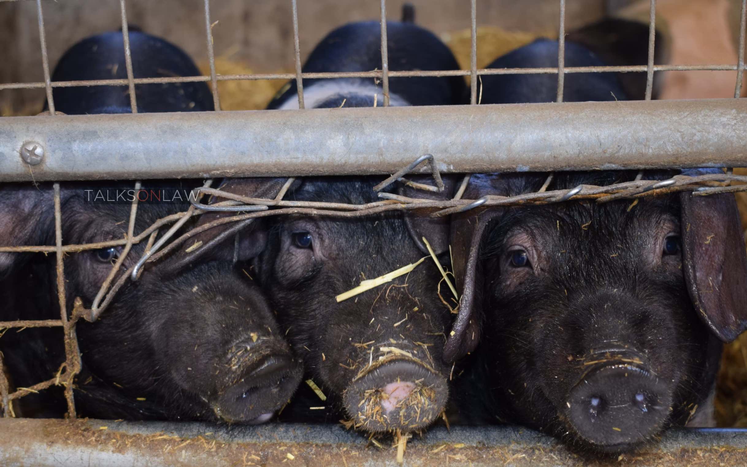 Cruelty on the Farm - Food Safety and Animal Welfare